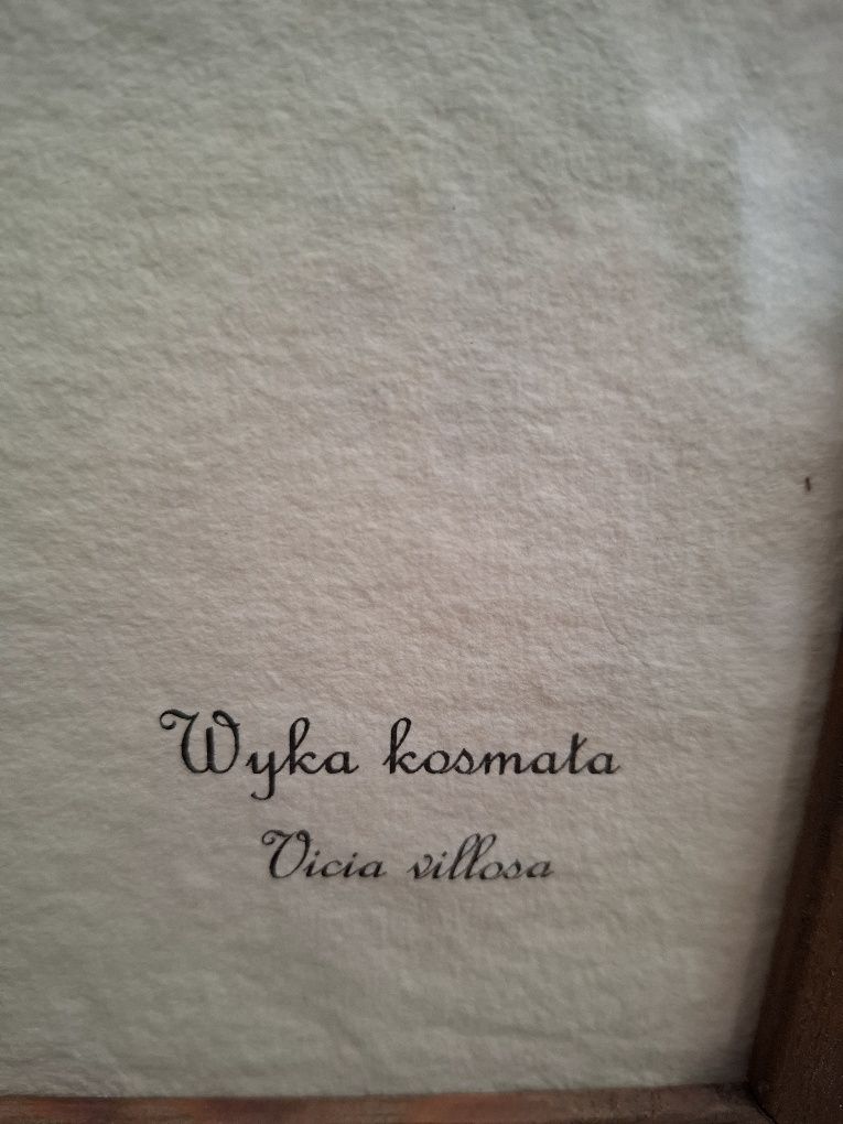 Suszone kwiaty w ramce,Obraz,dekoracja.Wyka Kosmata