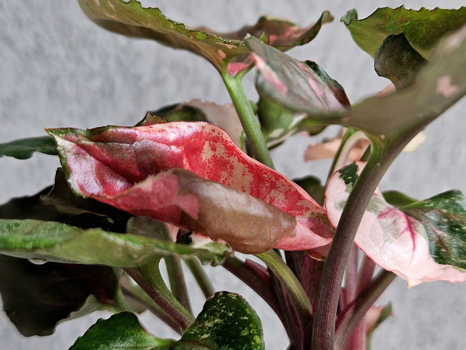 Syngonium Strawberry Ice Galaxy gęsty krzaczek