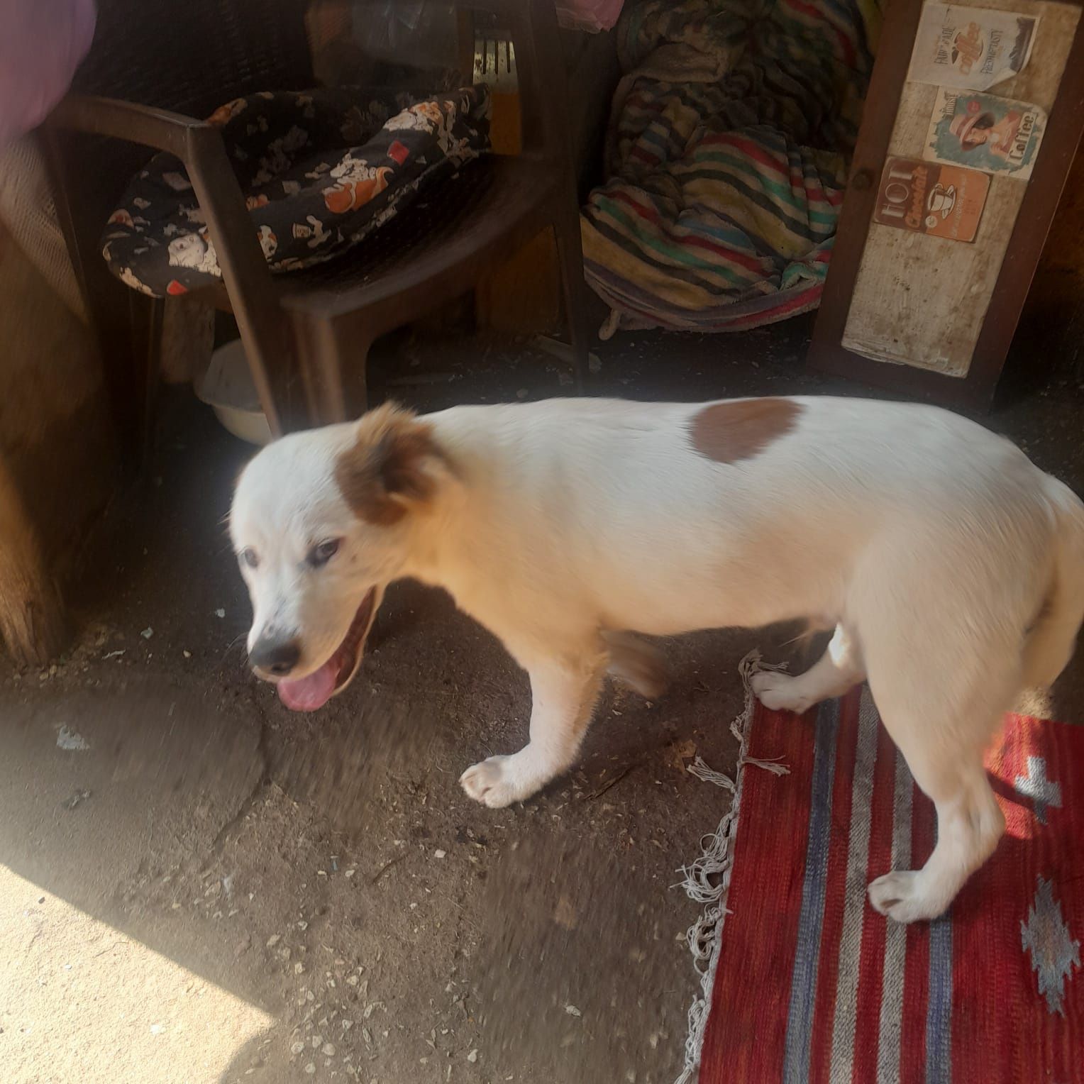 Cadela para adopcao / girl puppy