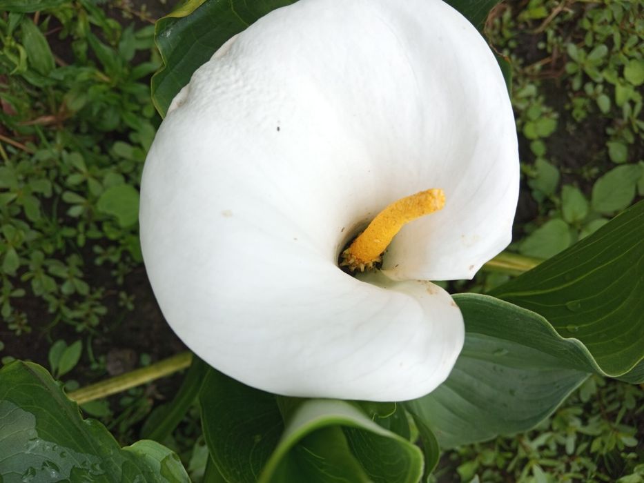 АКЦІЯ!Калла кімнатна біла,дітки