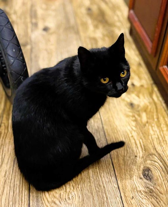 Kotka Sabrina szuka domu