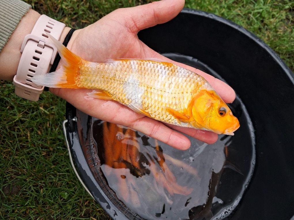 Lin narybek 14-18cm. Karp, amur, Jesiotr