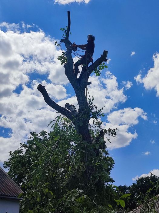 Професійне видалення, чистка, обрізка дерев