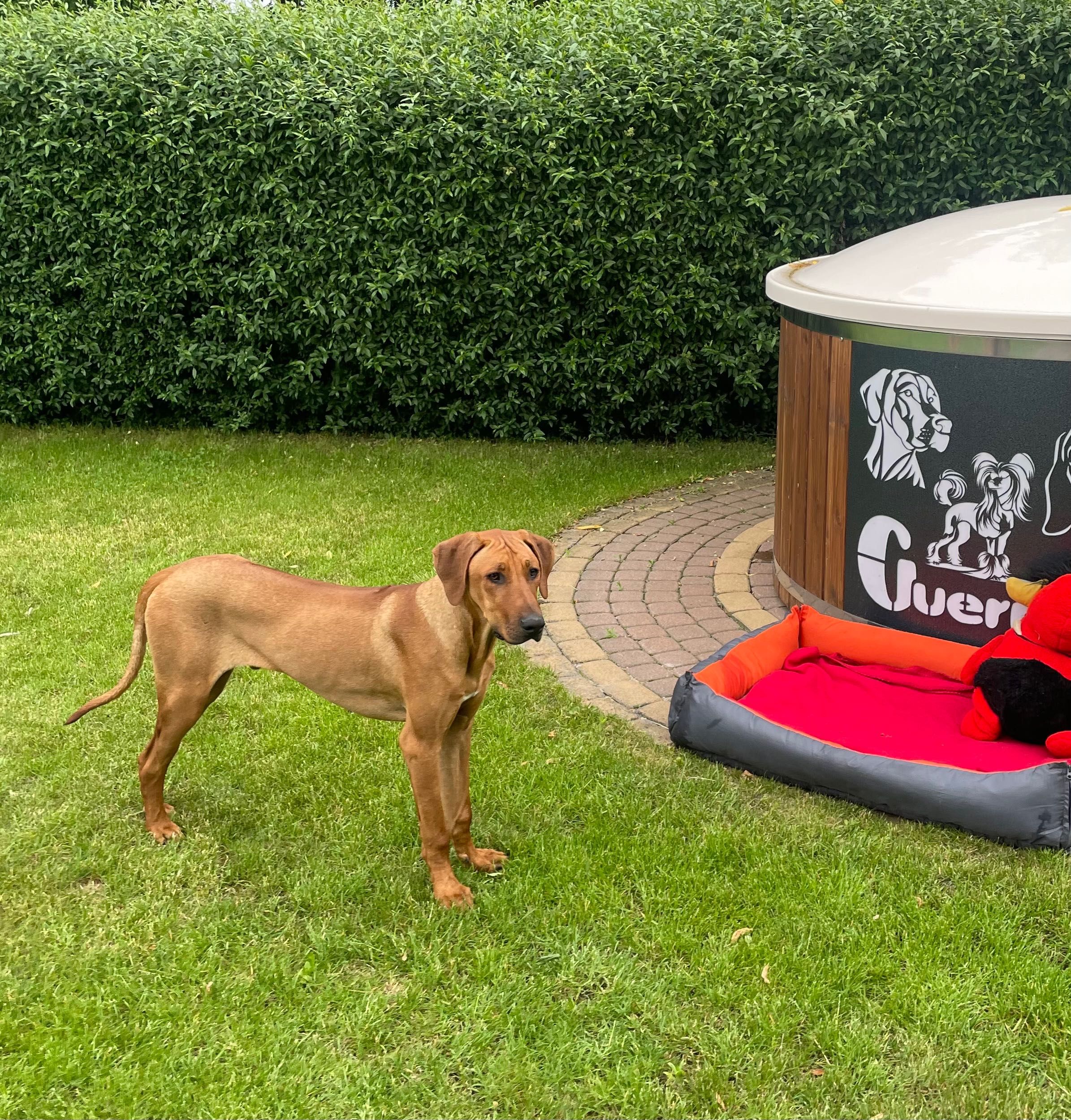 Rhodesian Ridgeback HUGO piesek po Championach