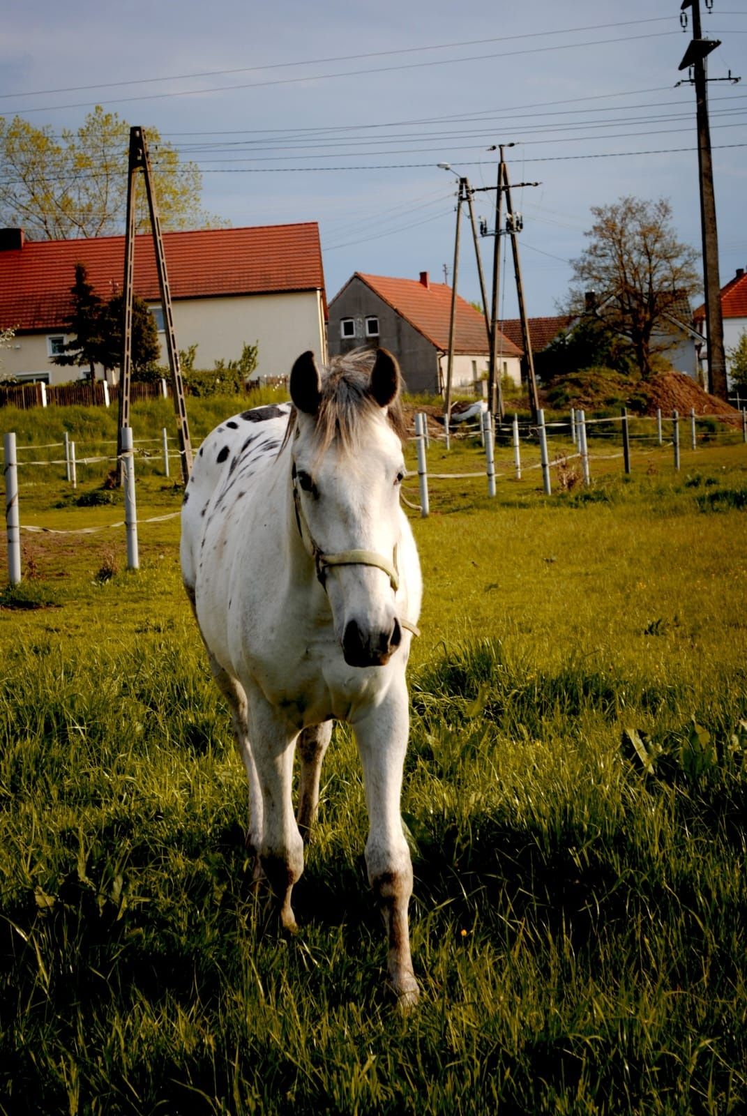 Wałach, koń, tarant, tarantowaty