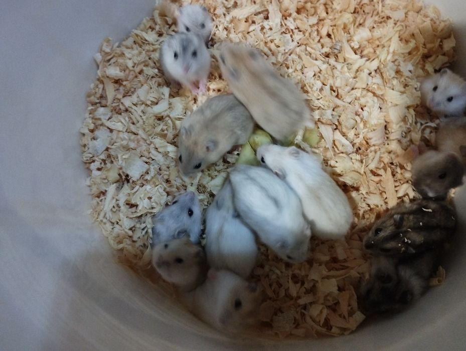 гризун хом'як м'який жадана тваринка