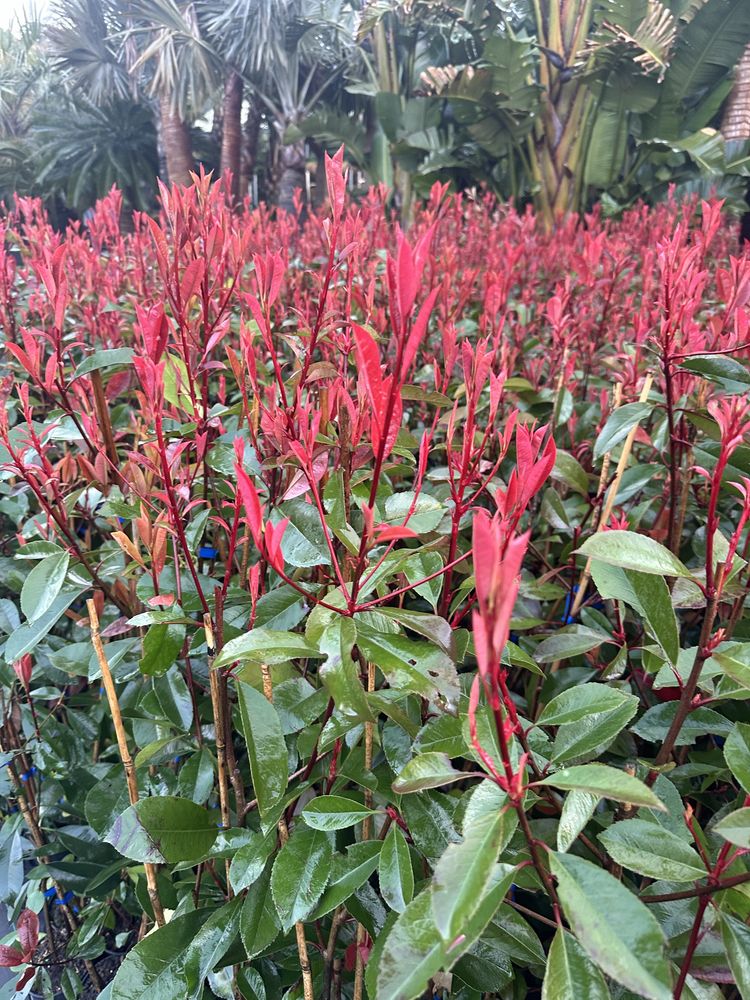 Photinia Red Robin - Carre Rouge - 50CM/100CM/150CM/200CM Alt.