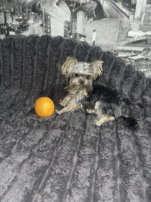 Дівчатка 9 місяців міні