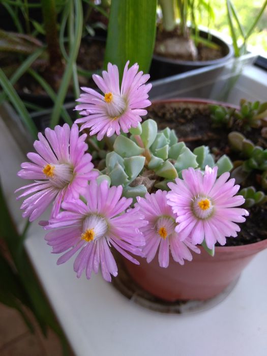 Оскулярія, цікавий непримхливий сукулент, цвіте бузковим