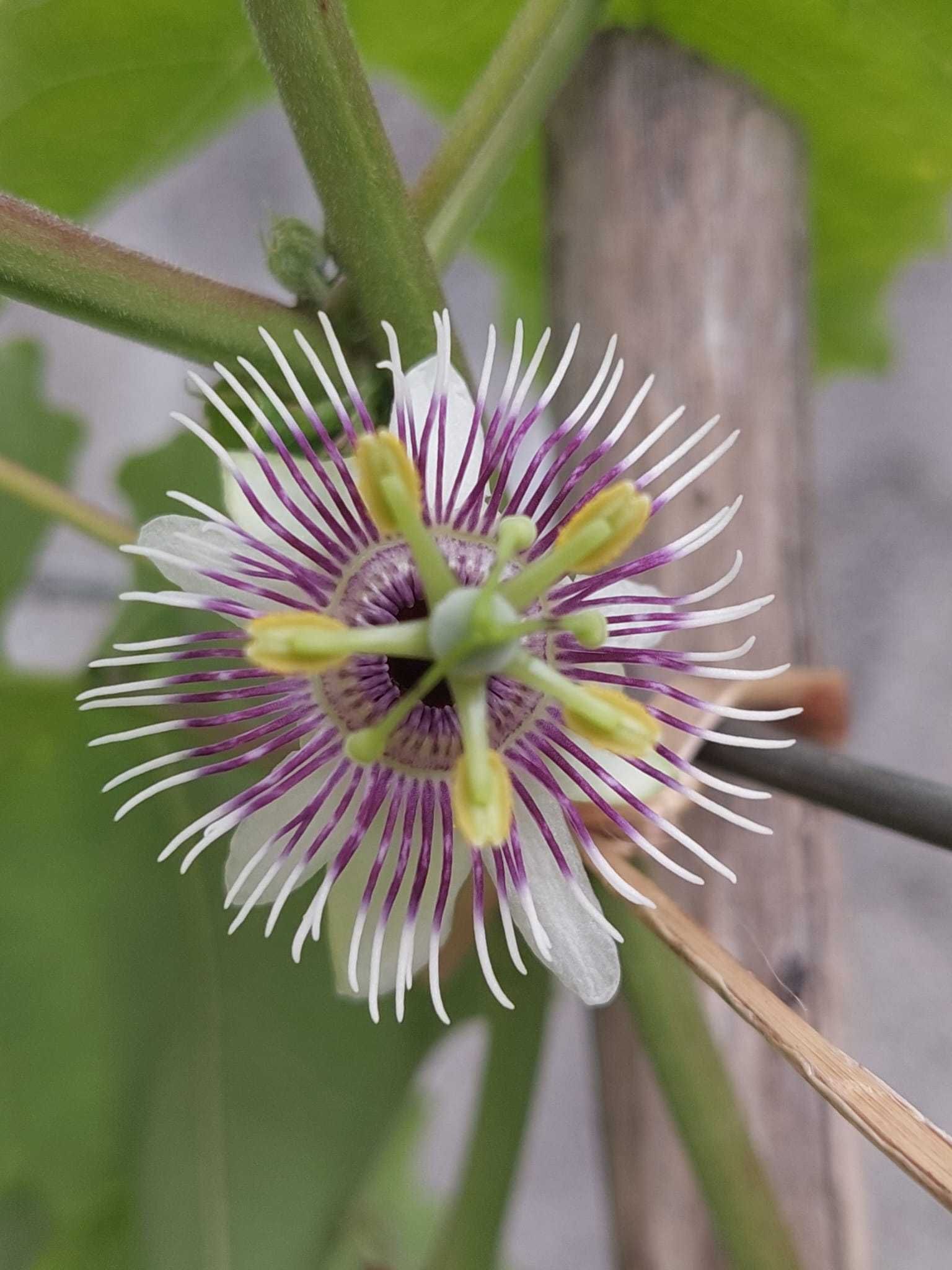 Maracuja Morifolia