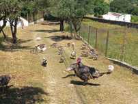 Patos gansos novos