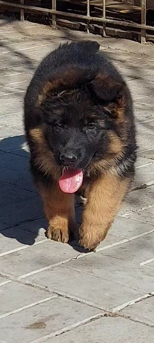 Цуценята нім.вівчарки