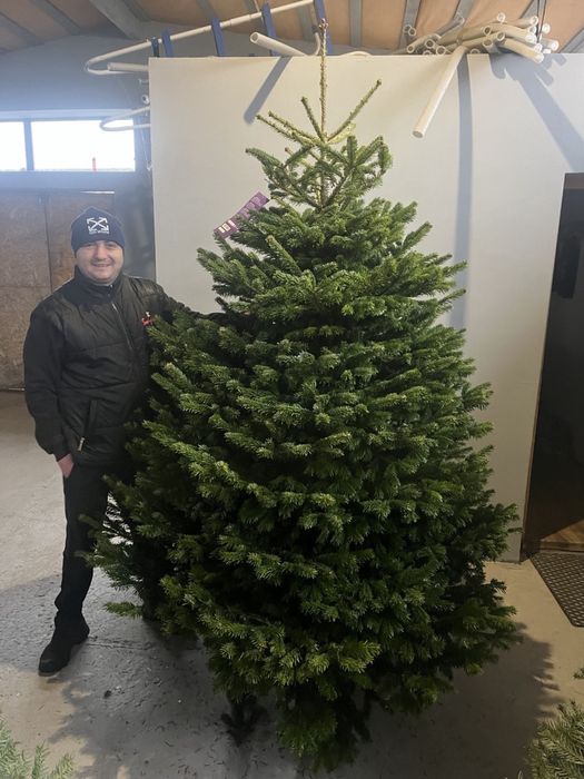 Ялинка жива на новий рік Ялиця Нордмана Преміум пушиста Піхта, Пихта