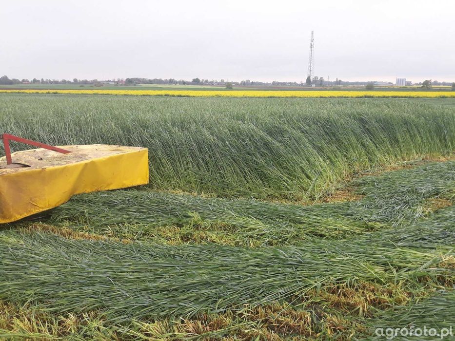 Bel kiszonki żyto, trawa, koniczyna