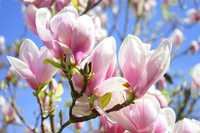 Odkryj Urok Magnolii, Azalii, Rododendronów!