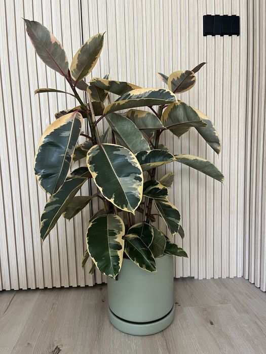 Planta Ficus Elastica Tineke
