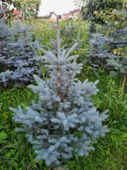 Розпродаж. Найкраща пора для садіння ялинки. Продам саджанці ялинки го