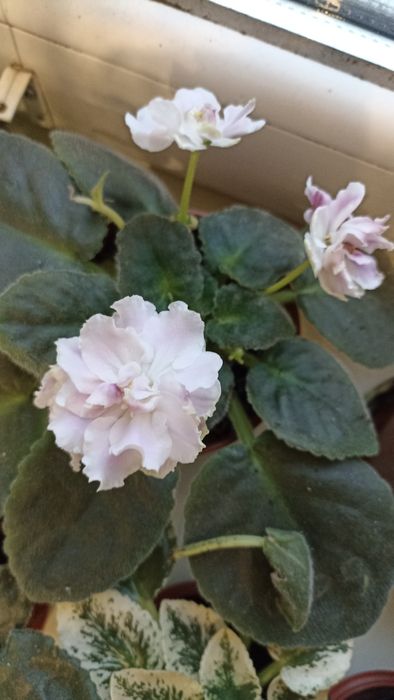 Фіалки кімнатні  сортові