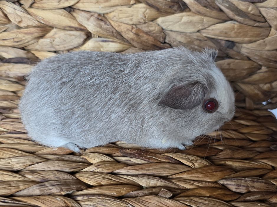 Девочка гладкошерстная п-к "Малютка Пиг" морская свинка