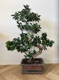 Bonsai ficus 110 cm microcarpa