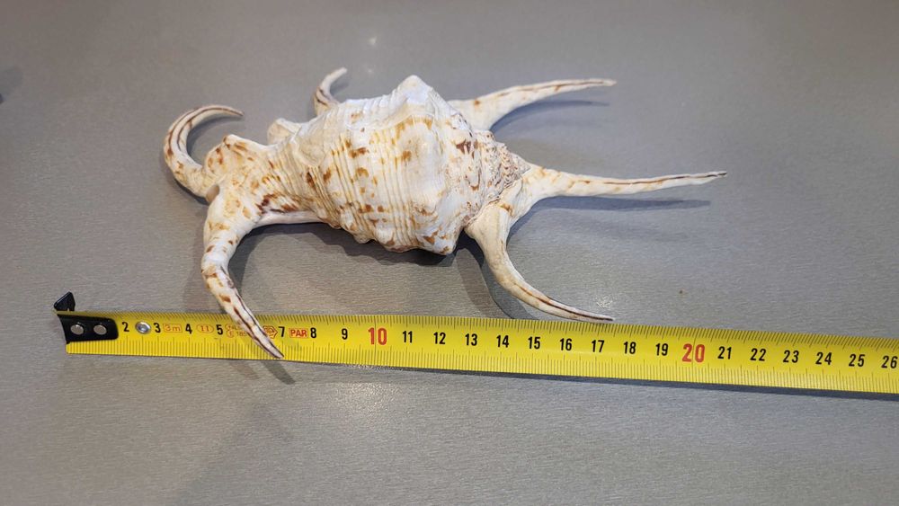 Океанічні мушлі ракушки зірка