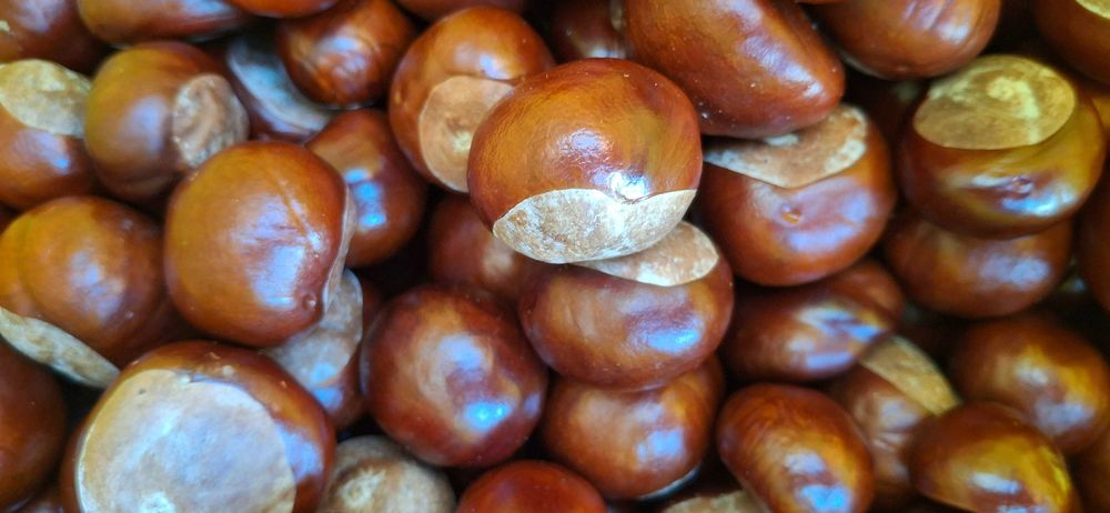 Kasztany tegoroczne niejadalne ozdobne 10kg