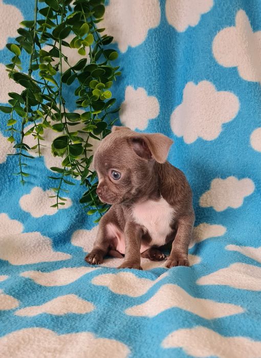 Excelente menina mini mini Chihuahua / Chiuaua de Qualidade