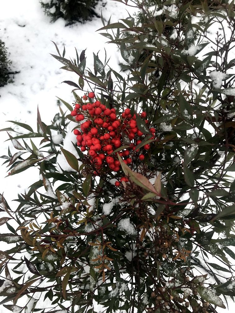 Nandina domestika