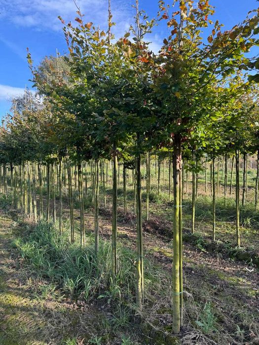 Buk pospolity 8-10, 10-12, 12-14, 14-16