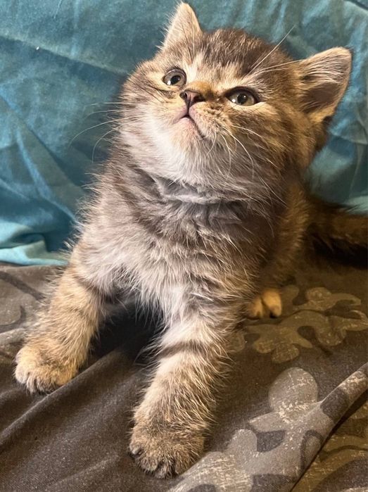 Котята от шотланской кошки