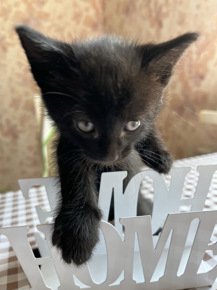 Котята, отдам котят