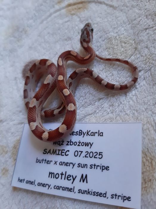Wąż zbożowy, zbożówka motley, młody jedzący