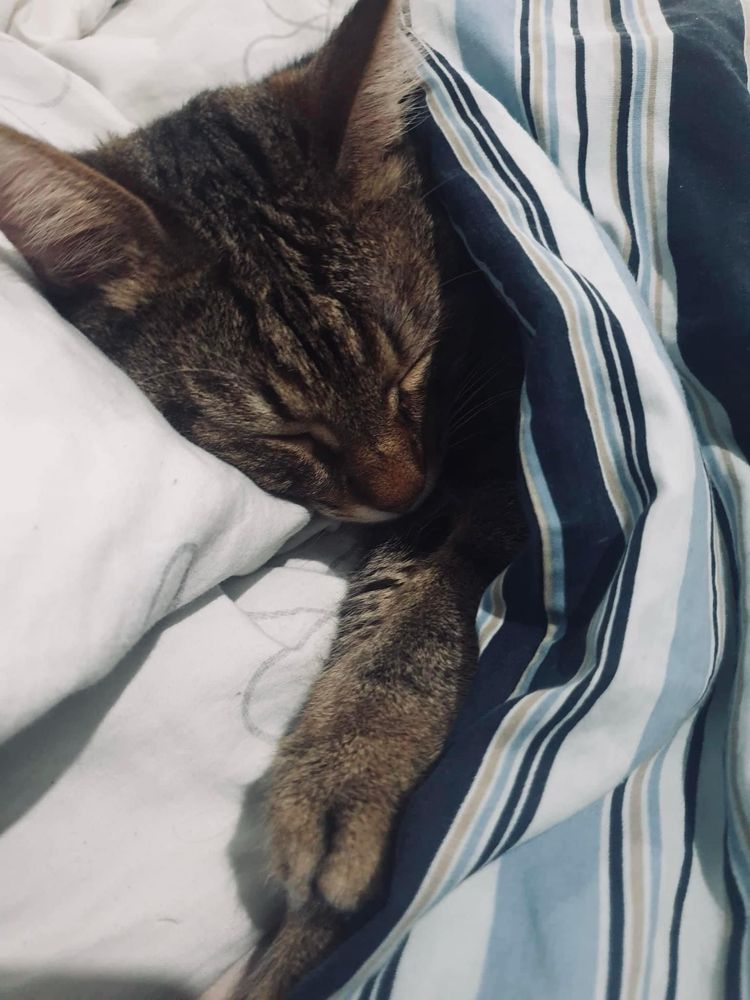 Kotek tomon szuka romu do adopcji