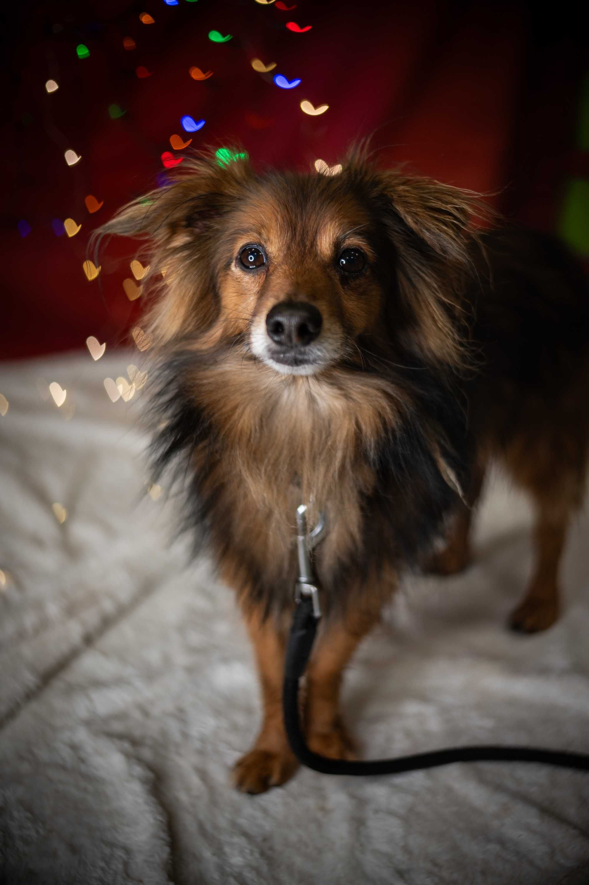 Kubuś - mały piękny pies w typie mini owczarka szetlandzkiego