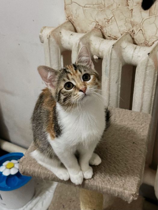 Кошеня Дейзі шукає люблячий дім