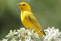 Canário da Terra Fêmea 2024 (Sicalis flaveola)