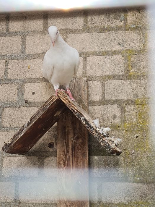 Młody mulemans i biale pocztowe