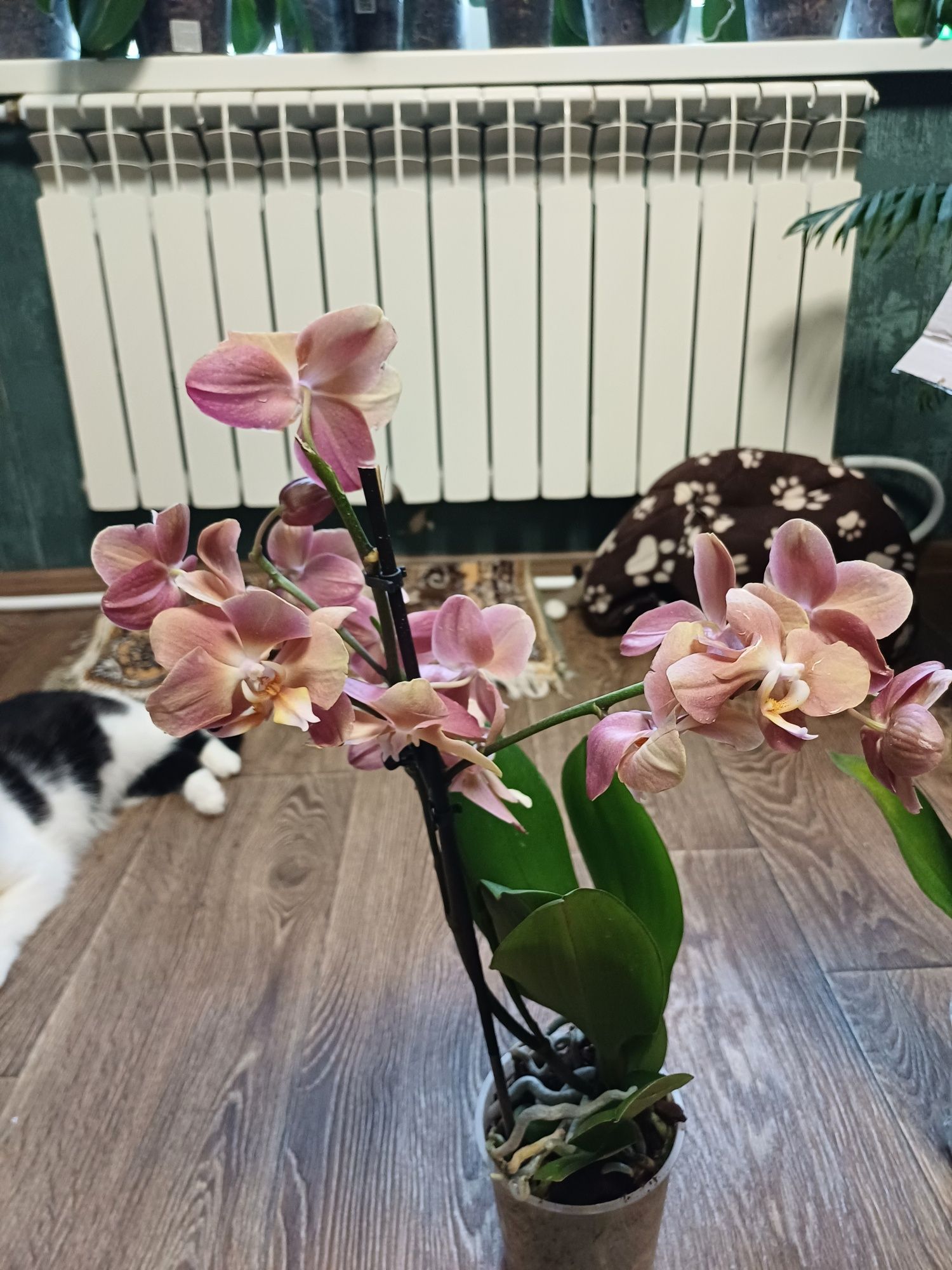 Орхидея сортовая