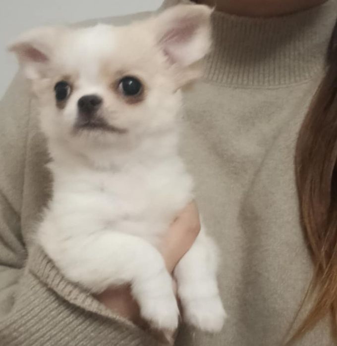 ZUZIA cudna długowłosa ZKwP FCI