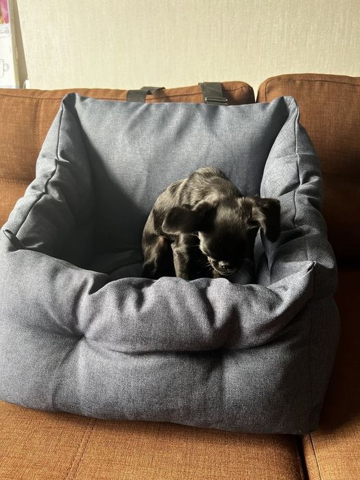 Автокрісла для собак