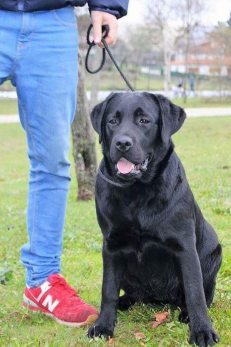 Labradora preta para adopção