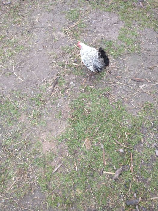 Liliputki starodawne