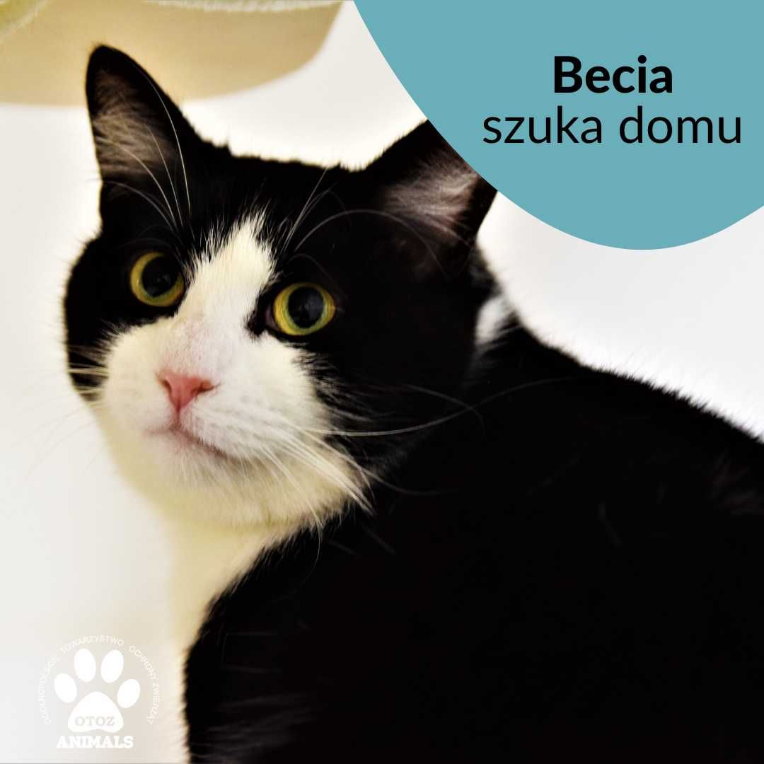 łagodna kotka do adopcji! Poznajcie Becię!