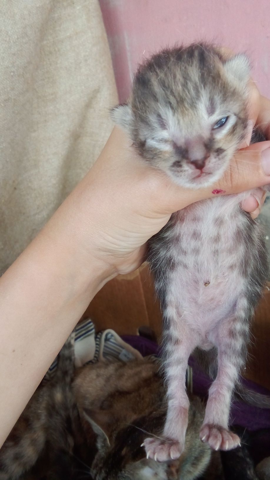Віддам кошенят в добрі руки