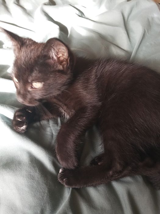 Oddam kotka w dobre ręce