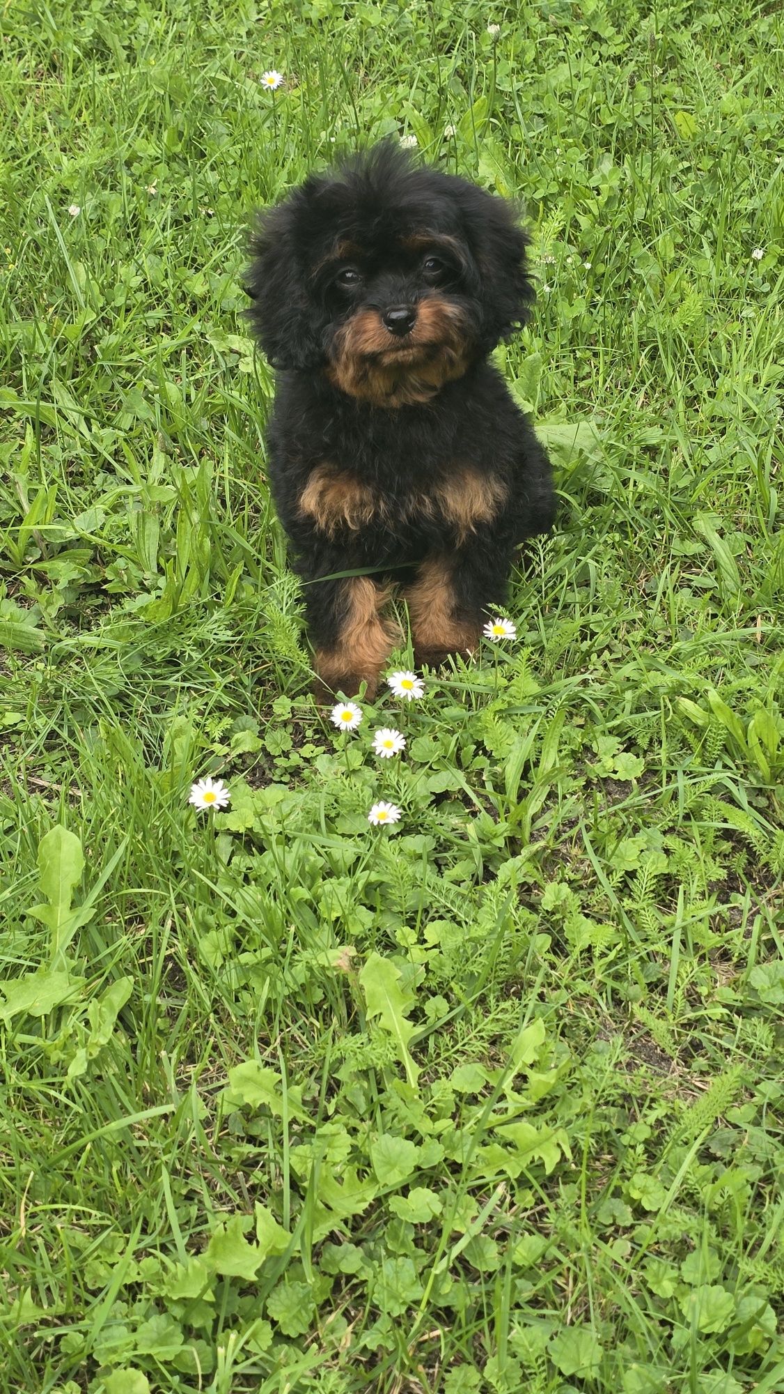 Cavapoo urocze szczenię