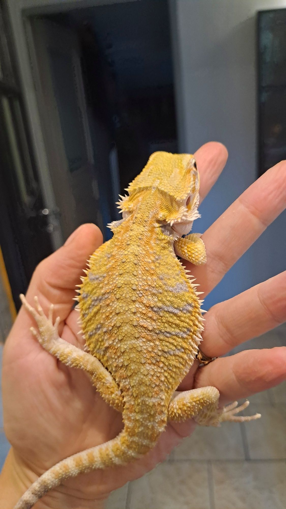 Agama brodata samiczka młoda