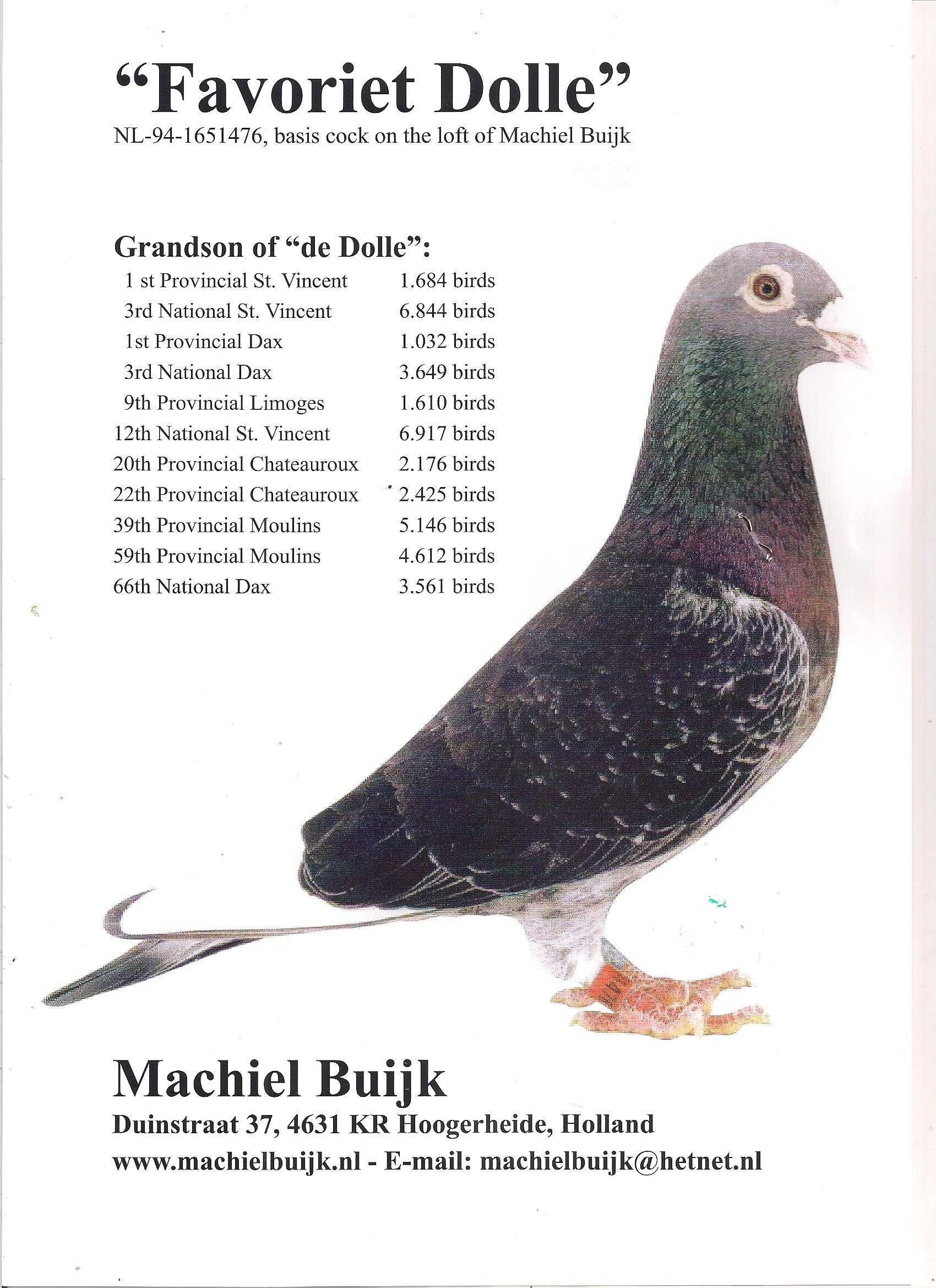 Młode 2024 para nr 122 Ardeny M. Buijk UNIKAT gołąb gołębie pocztowe