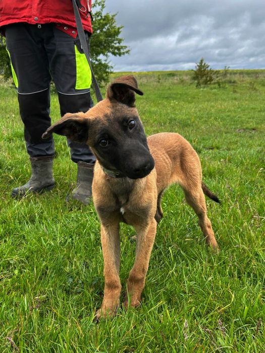 Продаж голандських та бельгійських вівчарок