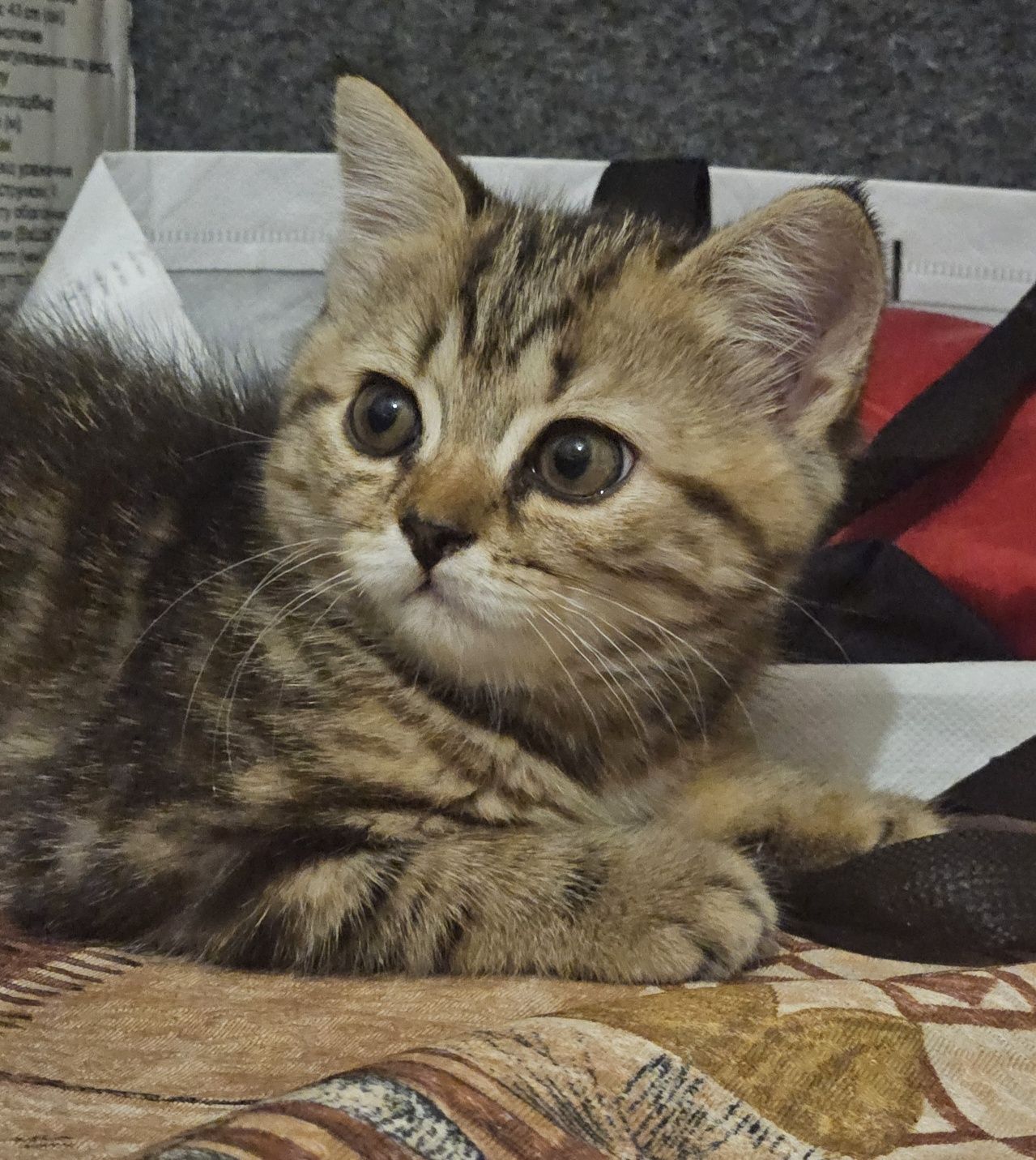 Кошенята шотландської породи